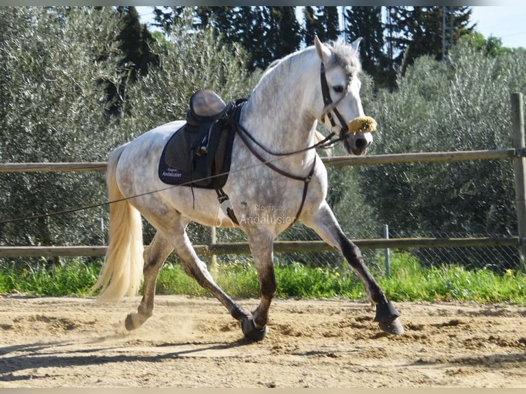 PRE Stallion 6 years 15,3 hh Grey in Provinz Malaga