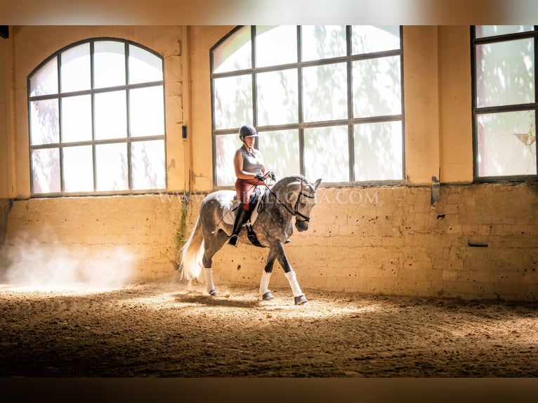 PRE Stallion 6 years 15,3 hh Grey-Dapple in Rafelguaraf