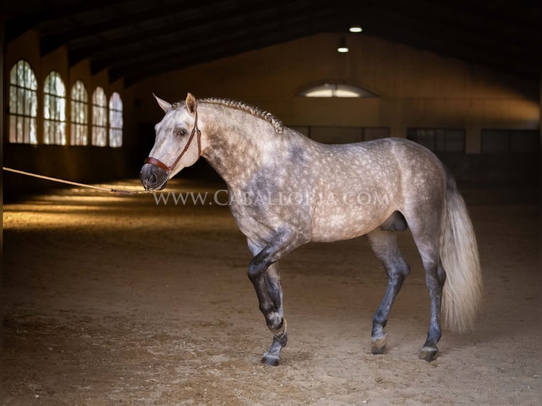 PRE Stallion 6 years 15,3 hh Grey-Dapple in Rafelguaraf