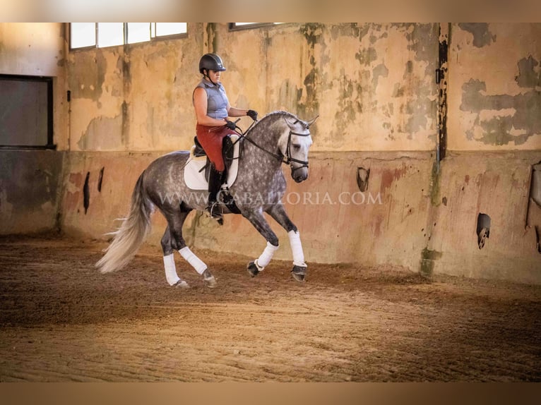 PRE Stallion 6 years 15,3 hh Grey-Dapple in Rafelguaraf