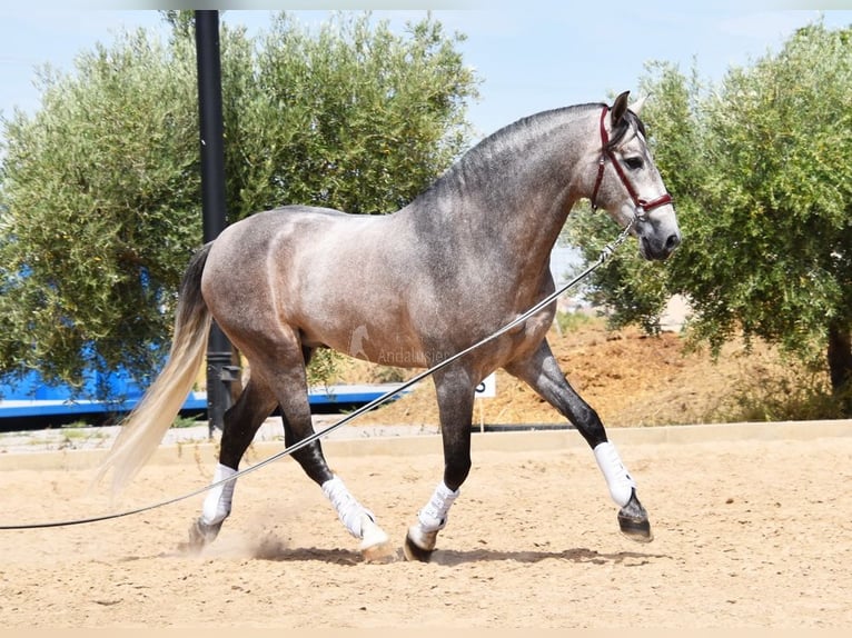 PRE Stallion 6 years 16,1 hh in Provinz Granada