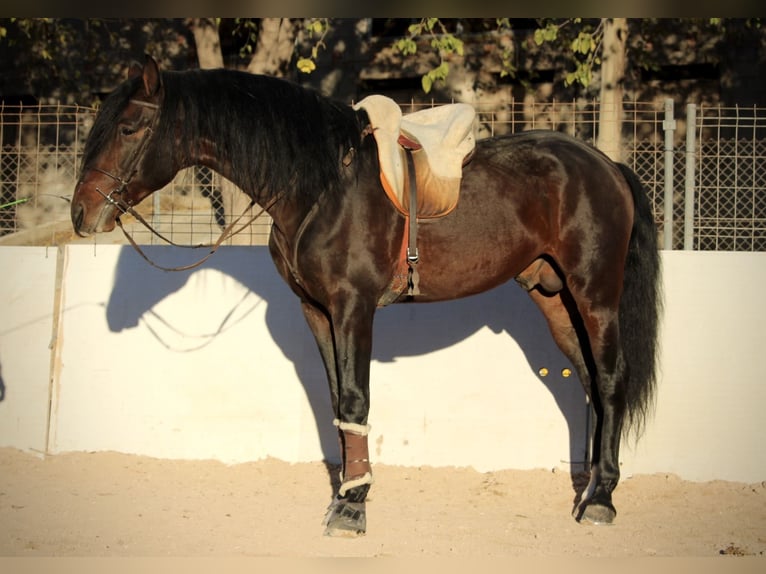 PRE Mix Stallion 6 years 16,1 hh Bay-Dark in Valencia