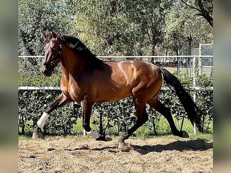 PRE Mix Stallion 6 years 16,1 hh Bay in Madrid