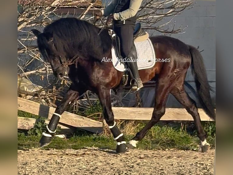 PRE Mix Stallion 6 years 16,1 hh Black in Sevilla