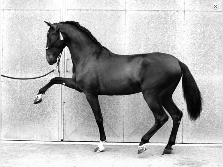 PRE Mix Stallion 6 years 16.1 hh Black in Malaga