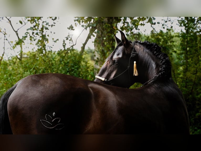 PRE Mix Stallion 6 years 16.1 hh Black in Malaga