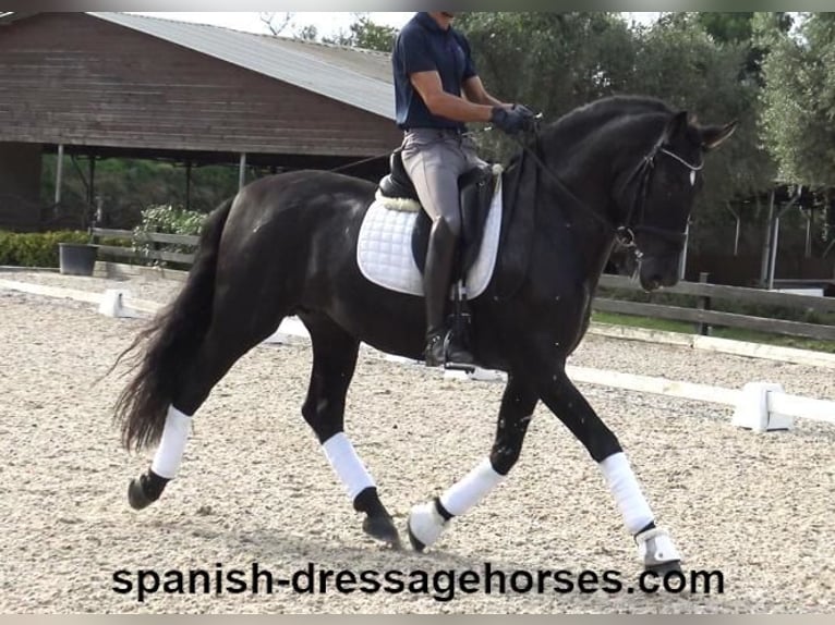 PRE Mix Stallion 6 years 16,1 hh Black in Barcelona