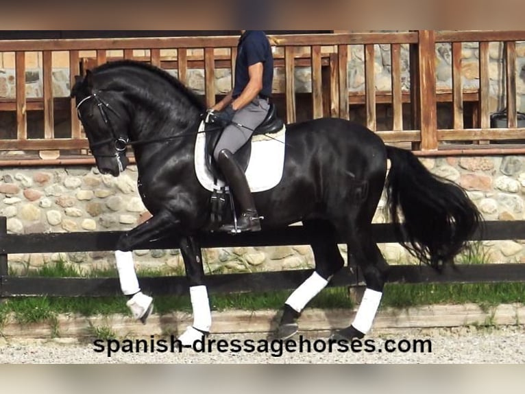 PRE Mix Stallion 6 years 16,1 hh Black in Barcelona