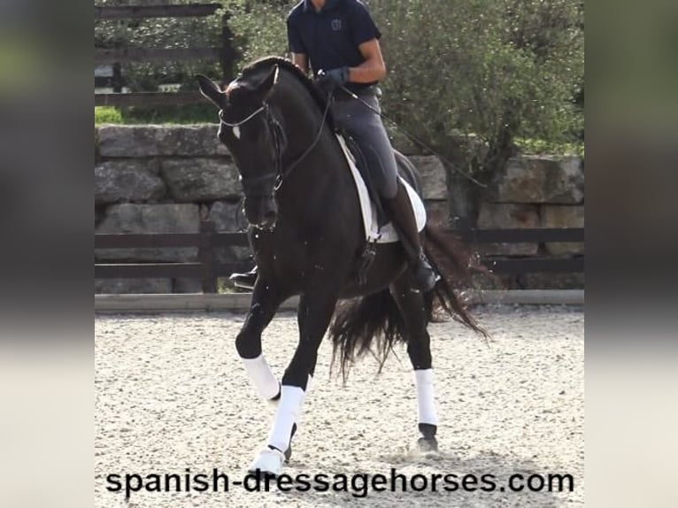 PRE Mix Stallion 6 years 16,1 hh Black in Barcelona