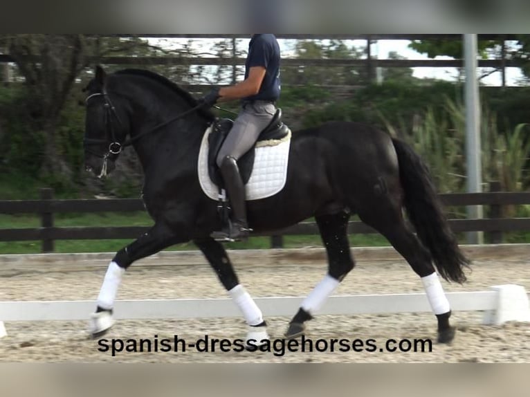 PRE Mix Stallion 6 years 16,1 hh Black in Barcelona