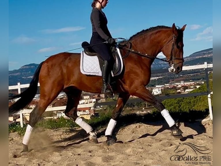 PRE Stallion 6 years 16,1 hh Brown in Barcelona