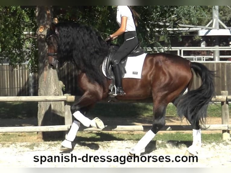 PRE Stallion 6 years 16,1 hh Brown in Barcelona