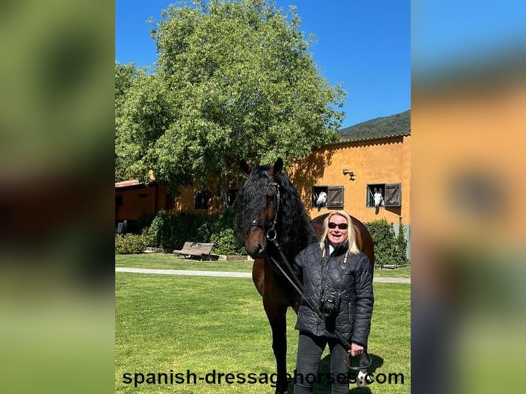 PRE Stallion 6 years 16,1 hh Brown in Barcelona