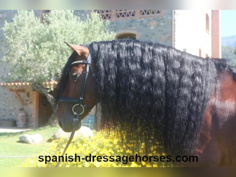 PRE Stallion 6 years 16,1 hh Brown in Barcelona