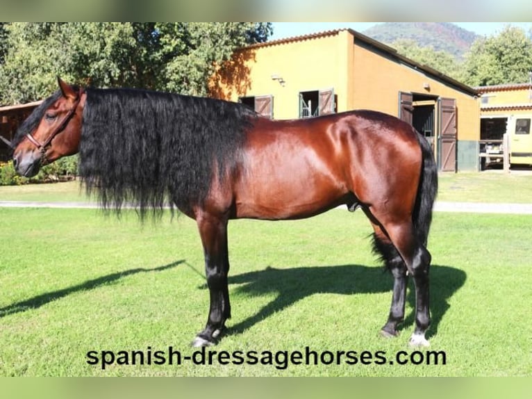 PRE Stallion 6 years 16,1 hh Brown in Barcelona