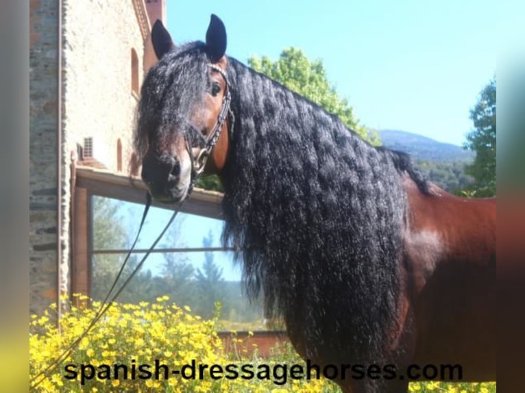 PRE Stallion 6 years 16,1 hh Brown in Barcelona