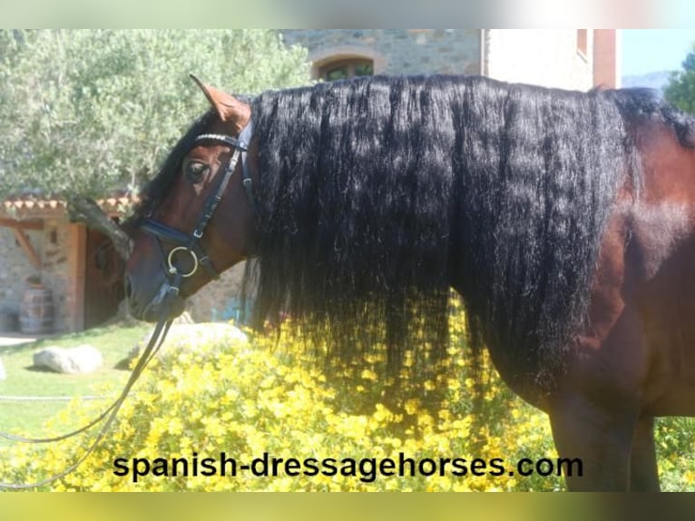 PRE Stallion 6 years 16,1 hh Brown in Barcelona