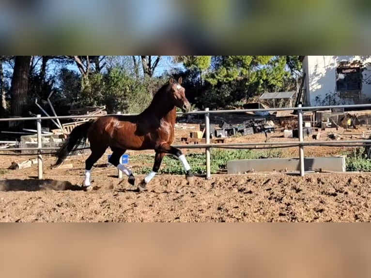 PRE Mix Stallion 6 years 16,1 hh Brown in Conil De La Frontera