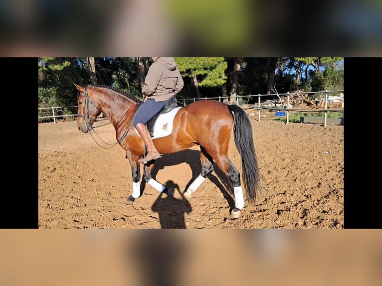 PRE Mix Stallion 6 years 16,1 hh Brown in Conil De La Frontera