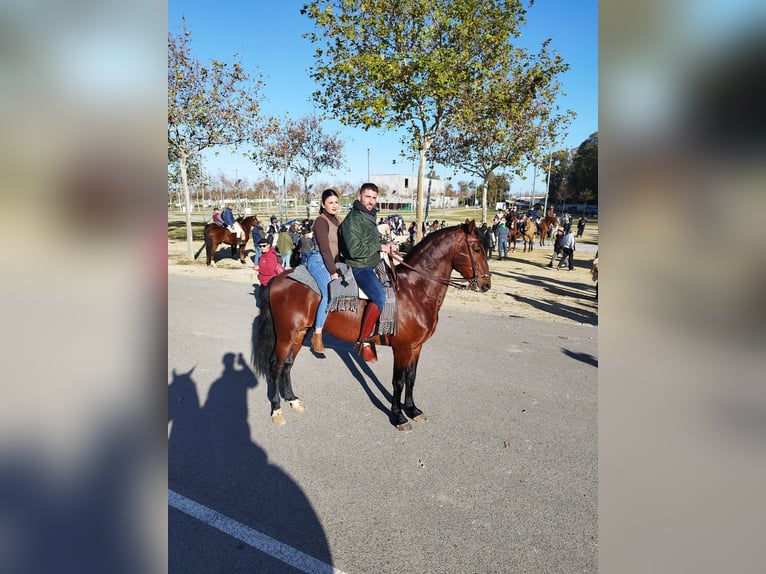 PRE Mix Stallion 6 years 16,1 hh Brown in Conil De La Frontera