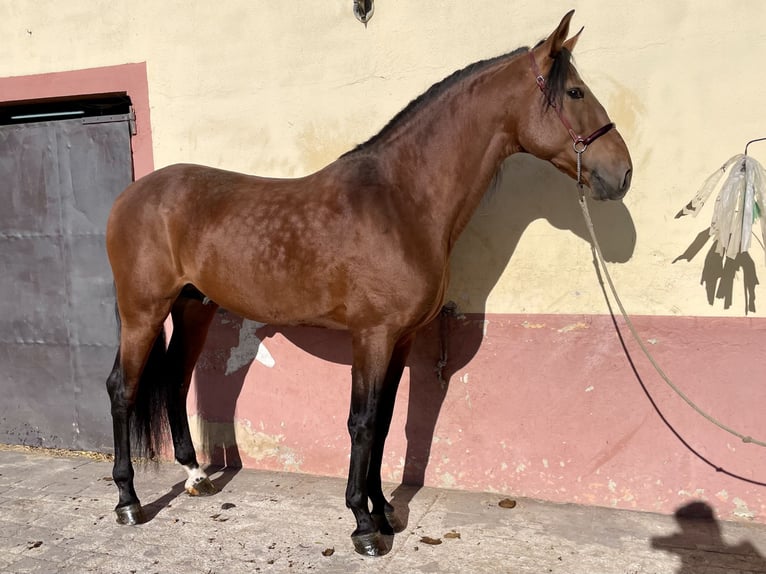 PRE Mix Stallion 6 years 16,1 hh Brown-Light in Granollers