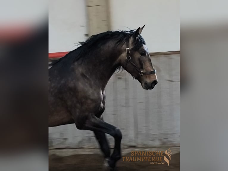 PRE Mix Stallion 6 years 16.1 hh Dun in Traventhal