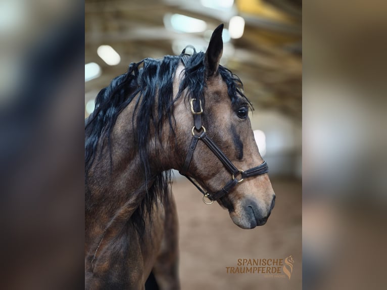 PRE Mix Stallion 6 years 16.1 hh Dun in Traventhal