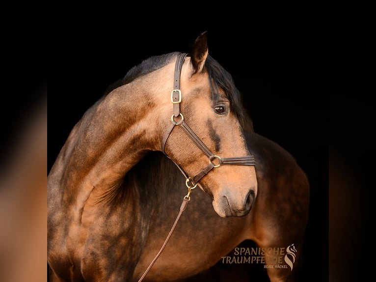 PRE Mix Stallion 6 years 16.1 hh Dun in Traventhal