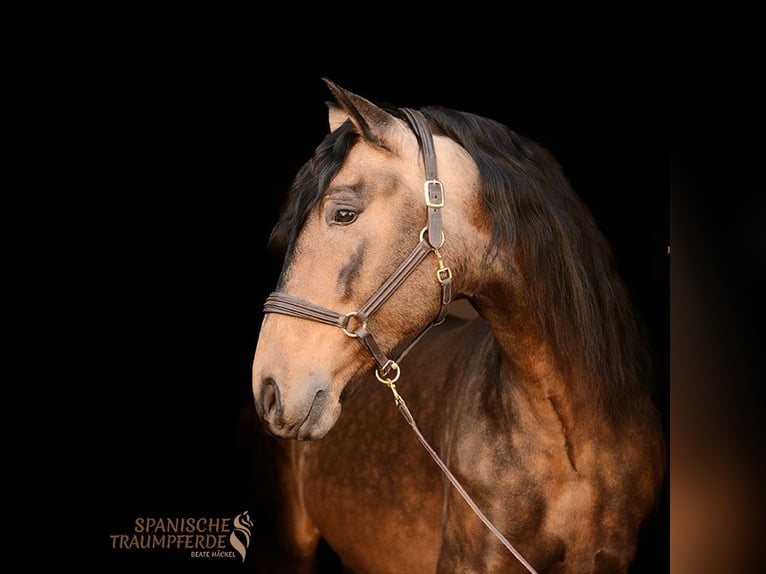 PRE Mix Stallion 6 years 16.1 hh Dun in Traventhal