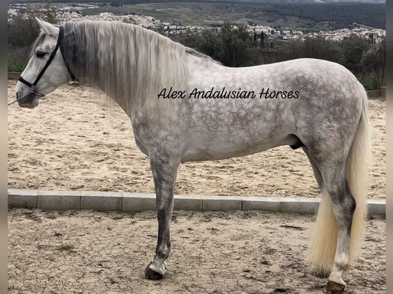 PRE Mix Stallion 6 years 16,1 hh Gray in Sevilla