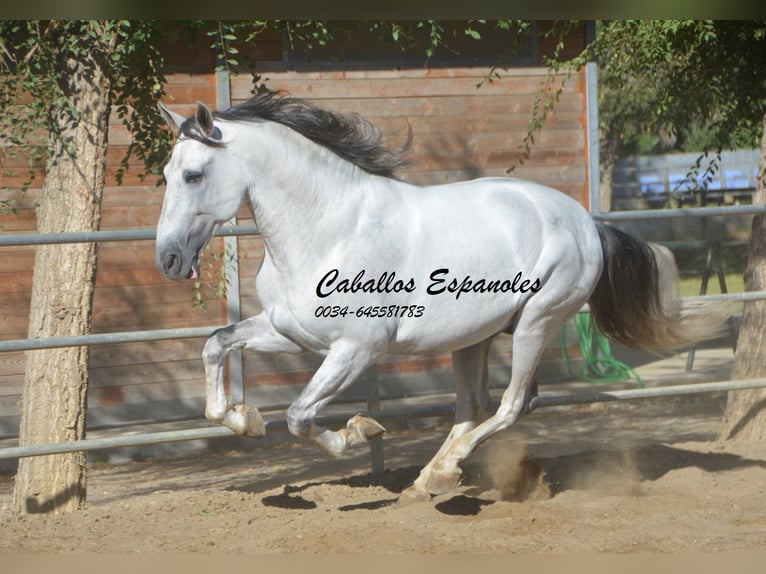 PRE Stallion 6 years 16,1 hh Gray in Vejer de la Frontera