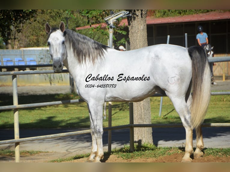 PRE Stallion 6 years 16,1 hh Gray in Vejer de la Frontera