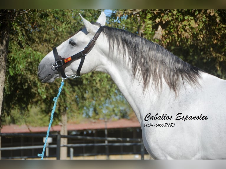 PRE Stallion 6 years 16,1 hh Gray in Vejer de la Frontera