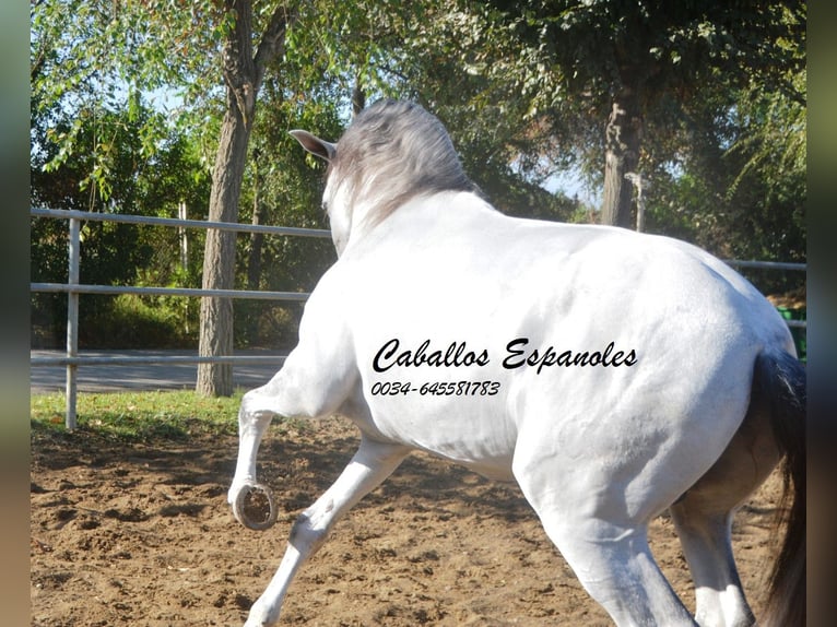 PRE Stallion 6 years 16,1 hh Gray in Vejer de la Frontera