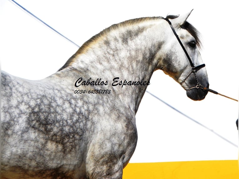 PRE Stallion 6 years 16,1 hh Gray-Dapple in Vejer de la Frontera