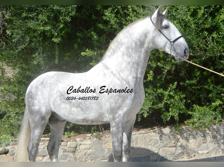 PRE Stallion 6 years 16,1 hh Gray-Dapple in Vejer de la Frontera