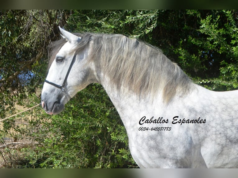 PRE Stallion 6 years 16,1 hh Gray-Dapple in Vejer de la Frontera