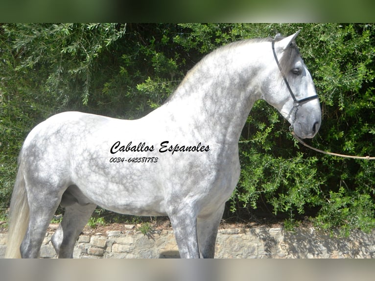 PRE Stallion 6 years 16,1 hh Gray-Dapple in Vejer de la Frontera