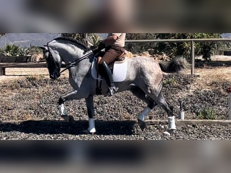 PRE Mix Stallion 6 years 16,1 hh Gray in Malaga