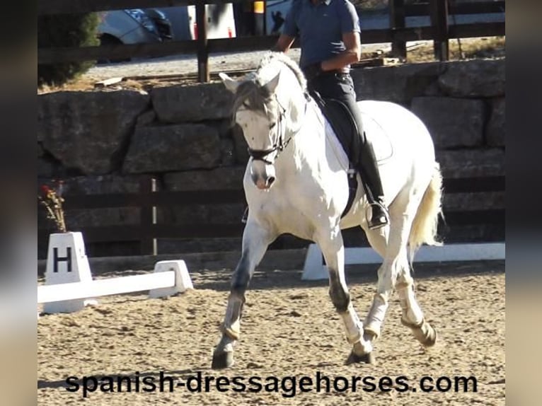 PRE Mix Stallion 6 years 16,1 hh Gray in Barcelona
