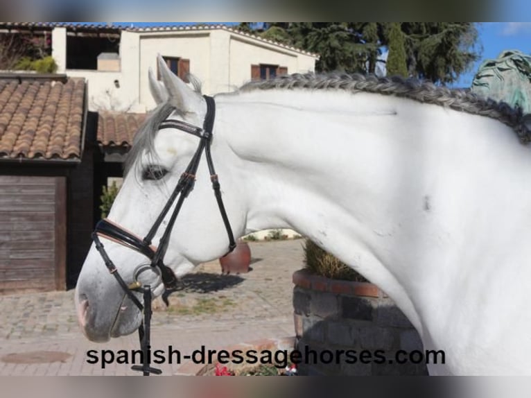 PRE Mix Stallion 6 years 16,1 hh Gray in Barcelona