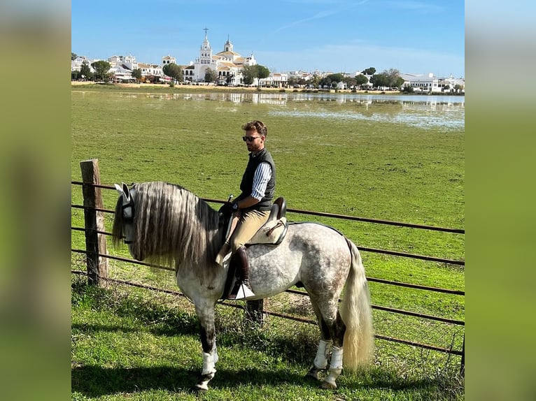 PRE Stallion 6 years 16,1 hh Gray in Los Palacios Y Villafranca