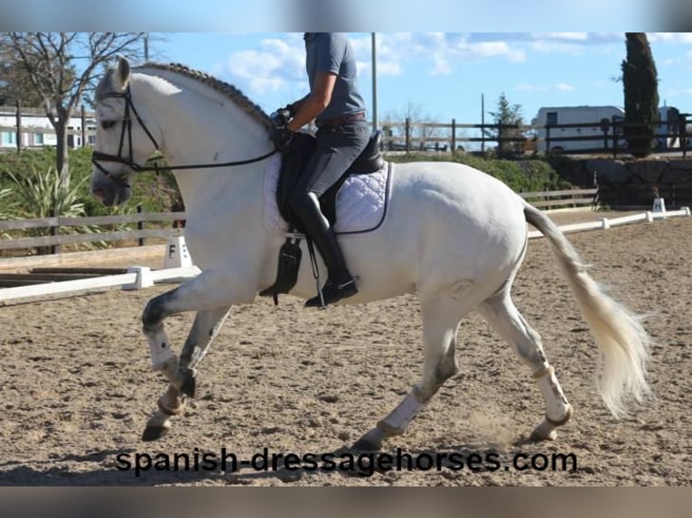 PRE Mix Stallion 6 years 16,1 hh Gray in Barcelona