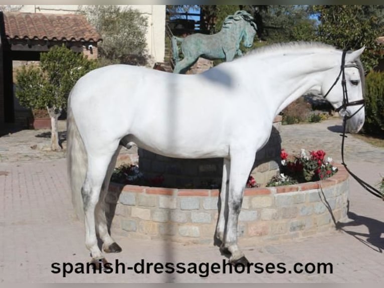 PRE Mix Stallion 6 years 16,1 hh Gray in Barcelona