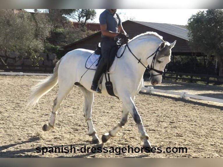 PRE Mix Stallion 6 years 16,1 hh Gray in Barcelona