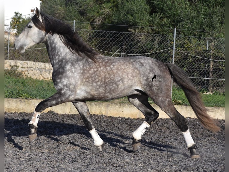 PRE Stallion 6 years 16,1 hh Gray in Mallorca