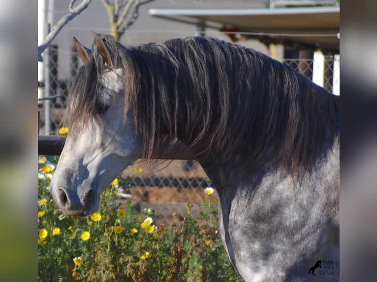 PRE Stallion 6 years 16,1 hh Gray in Mallorca