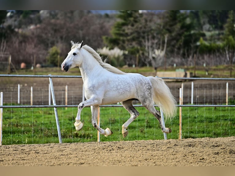 PRE Stallion 6 years 16,1 hh Gray in Jaraiz De La Vera