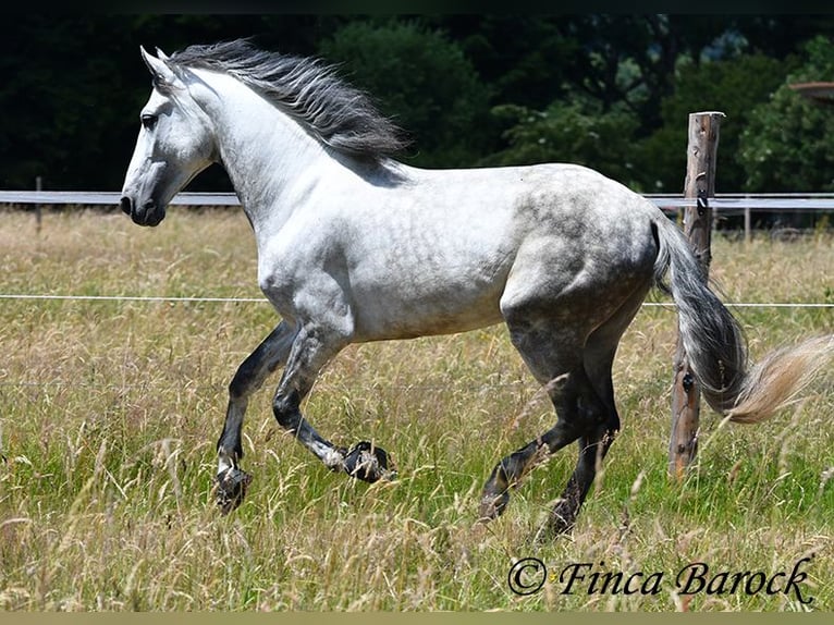 PRE Stallion 6 years 16.1 hh Grey in Wiebelsheim