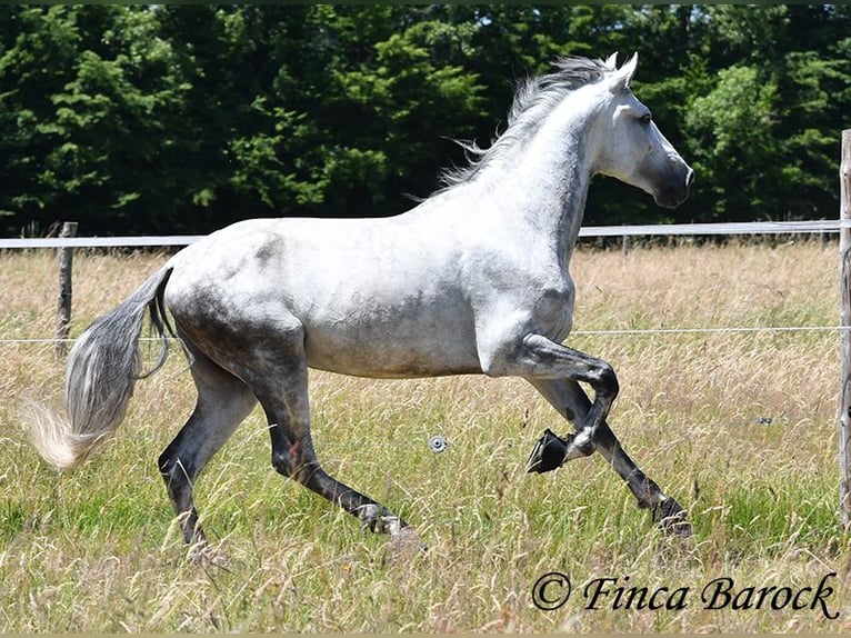 PRE Stallion 6 years 16.1 hh Grey in Wiebelsheim